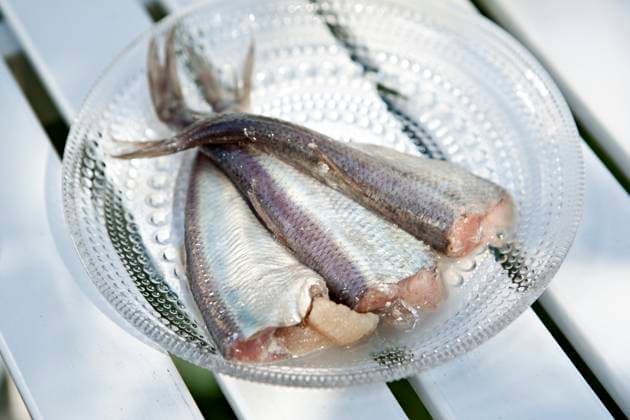 Fermented Herring In Barrels Surströmming pa fat Sweden x8106x  Copyright: xThomasxCarlgrenx xBildhusetx xTTx Bildhuset TT