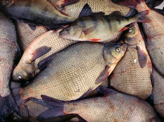 Archivbilder der Woche KW47 Dead fish, bream and perch, full frame (Fangad fisk, braxen och abborre) Sweden x8069x *** Dead fish, bream and perch, full frame Caught fish, bream and perch Sweden x8069x  Copyright: xBengtxOlofxOlssonx xBildhusetx x Bildhuset TT