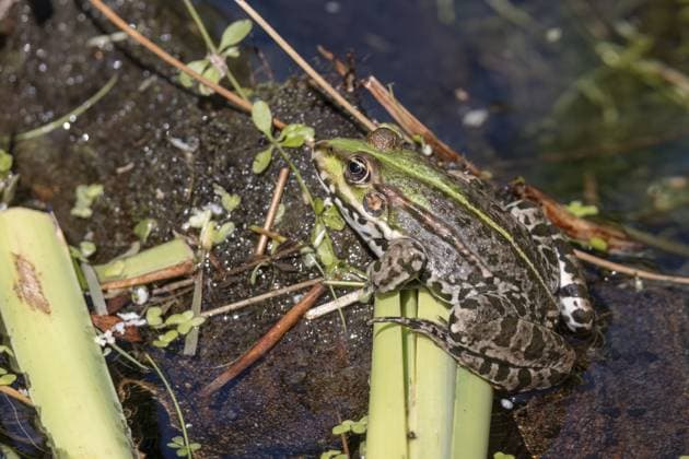 Nahaufnahme eines Moorfrosches, pelophylax ridibundus, in einem Teich Close up shot of a Marsh Frog, pelophylax ridibundus, in a pond Copyright: imageBROKER PhilxBird ibxiqx11735241.jpg