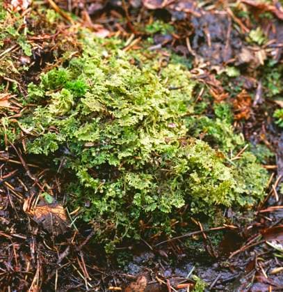 Dunmossa Trichocolea tomentella Sweden Sverige x2706x *** Downy moss Trichocolea tomentella Sweden Sweden x2706x  Copyright: xBengtxEkman N TTx