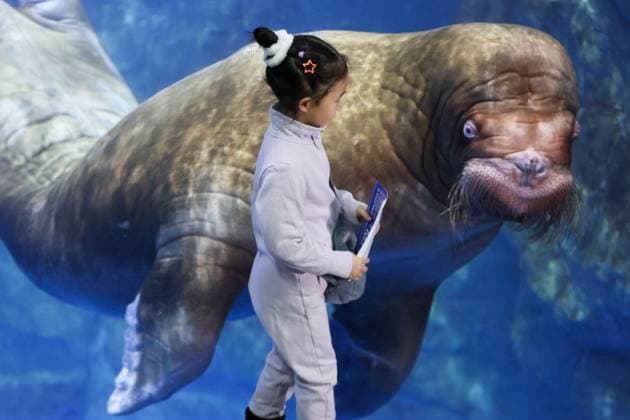News Themen der Woche KW47 News Bilder des Tages RUSSIA, VLADIVOSTOK - NOVEMBER 24, 2024: A girl and Misha the walrus are seen at the Primorsky Aquarium on World Walrus Day. World Walrus Day has been celebrated in Russia on 24 November since 2008. Yuri Smityuk TASS  76237469