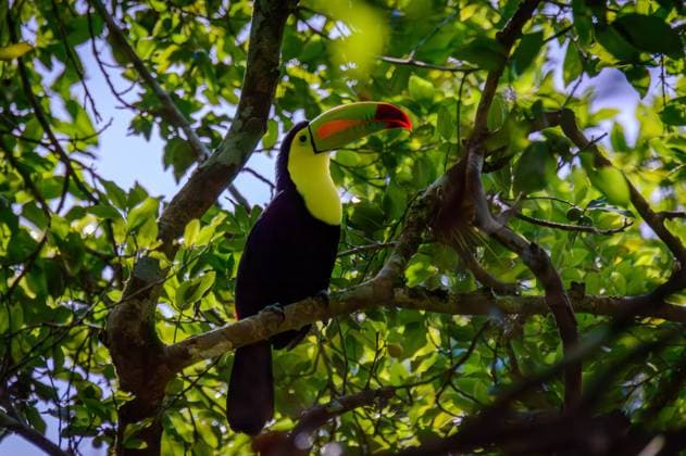 Wilder Kielschnabeltukan, Ramphastos sulfuratus, sitzend im Baum Campeche, Mexiko Wild Keel-billed toucan, Ramphastos sulfuratus, sitting in tree in Campeche, Mexico, in the sun dappled undergrowth Copyright: xZoonar.com RobertxBriggsx 21403386