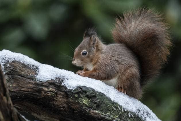 Eichhörnchen (Sciurus vulgaris), Emsland, Niedersachsen, Deutschland, Europa Squirrel (Sciurus vulgaris), Emsland, Lower Saxony, Germany, Europe Copyright: imageBROKER ErhardxNerger ibxenh11817609.jpg