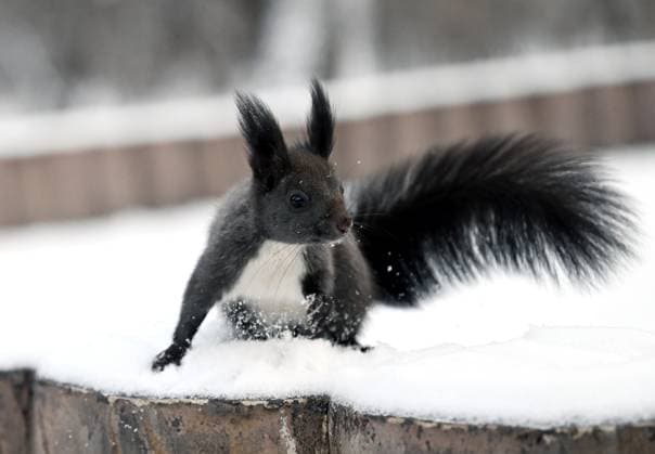 SHENYANG, CHINA - NOVEMBER 27: A squirrel frolics and forages after a snowfall on November 27, 2024 in Shenyang, Liaoning Province of China.  Copyright: xVCGx 111533173702