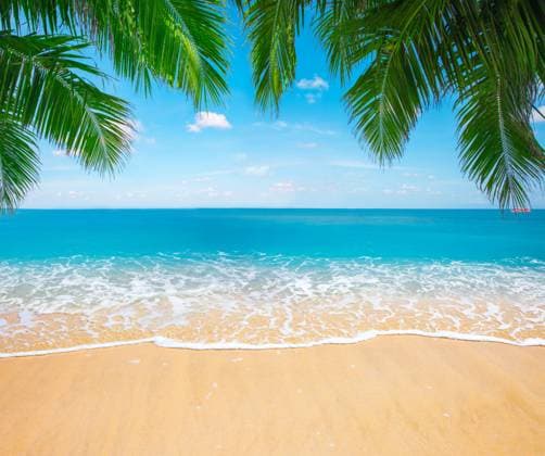 Green leaves of Palm tree and tropical beach Green leaves of Palm tree and tropical beach Copyright: xZoonar.com AlexanderxOzerovx 17152822