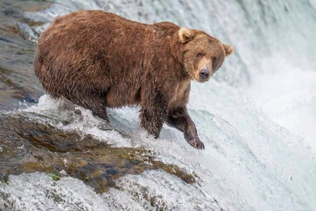 Creative Highlights World Brooks Falls Katmai Fishing Brown Bear Grizzly King Salmon, Alaska, United States R_SYVS241202-1591154-01