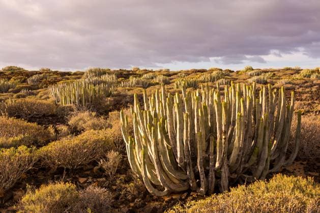 Kalendermotive: Kakteen Kaktuswüste Sonnenuntergang auf der Kanareninsel Teneriffa Calm Cactus Desert Sunset in Tenerife Canary Island Copyright: xZoonar.com albertoxgiacomazzix 22311159