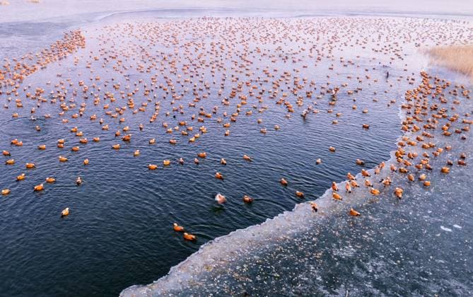 Creative Highlights World Winter Migratory Birds A Ruddy Shelduck forages in the Qiandao Lake scenic area of Daheihe Country Park in Hohhot, Inner Mongolia, China, on December 5, 2024. Hohhot Inner Mongolia China  Copyright: xCFOTOx originalFilename: cfoto-wintermi241205_npxrN.jpg