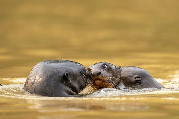 Drei Riesenotter (Pteronura brasiliensis), spielende Jungtiere, Nord-Pantanal, Barão de Melgaço, Joselândia, Mato Grosso, Brasilien, Südamerika Three giant otters (Pteronura brasiliensis), playing young, North Pantanal, Barão de Melgaço, Joselândia, Mato Grosso, Brazil, South America Copyright: imageBROKER StefanxNehls ibxpoj11889671.jpg