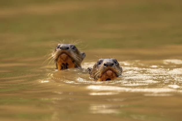 Zwei Riesenotter (Pteronura brasiliensis), Jungtiere, Nord-Pantanal, Barão de Melgaço, Joselândia, Mato Grosso, Brasilien, Südamerika Two giant otters (Pteronura brasiliensis), juveniles, North Pantanal, Barão de Melgaço, Joselândia, Mato Grosso, Brazil, South America Copyright: imageBROKER StefanxNehls ibxpoj11889668.jpg