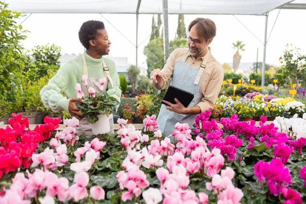 Creative Highlights Symbolbilder 783449156 Two friendly garden store employees in aprons discuss plants among vibrant blooms The scene captures teamwork, passion, and nature™s beauty under a greenhouse canopy Model Released DavidMunoz_ID25283_731349_022 Copyright: xDavidxMunozx