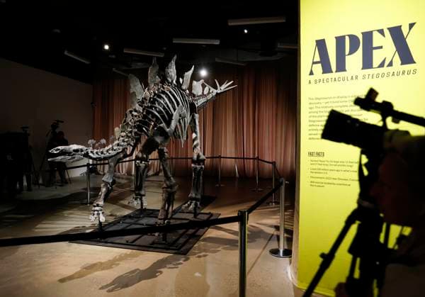New York, Stegosaurus namens Apex im American Museum of Natural History A Stegosaurus fossil named Apex is revealed at a press preview at the American Museum of Natural History in New York City on Thursday, December 5, 2024. The fossil is on loan from billionaire Kenneth C. Griffin who purchased it in 2024 at auction from Sotheby s for $44.6 million making it the most expensive dinosaur fossil ever sold at auction.  NYP2024120505101 JOHNxANGELILLO