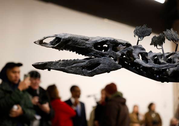 New York, Stegosaurus namens Apex im American Museum of Natural History A Stegosaurus fossil named Apex is revealed at a press preview at the American Museum of Natural History in New York City on Thursday, December 5, 2024. The fossil is on loan from billionaire Kenneth C. Griffin who purchased it in 2024 at auction from Sotheby s for $44.6 million making it the most expensive dinosaur fossil ever sold at auction.  NYP2024120505107 JOHNxANGELILLO