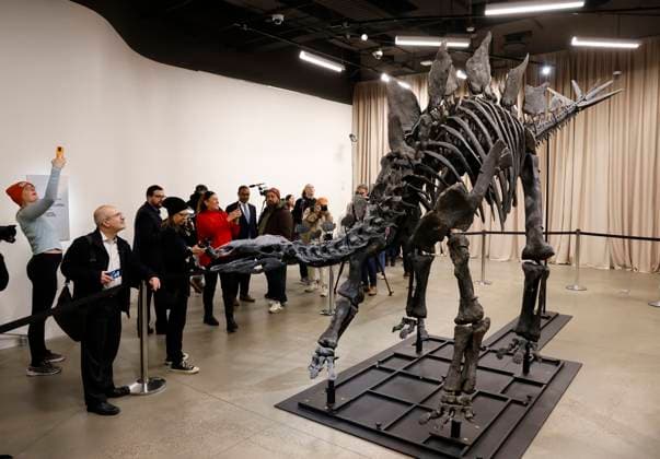 New York, Stegosaurus namens Apex im American Museum of Natural History A Stegosaurus fossil named Apex is revealed at a press preview at the American Museum of Natural History in New York City on Thursday, December 5, 2024. The fossil is on loan from billionaire Kenneth C. Griffin who purchased it in 2024 at auction from Sotheby s for $44.6 million making it the most expensive dinosaur fossil ever sold at auction.  NYP2024120505108 JOHNxANGELILLO