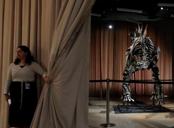 New York, Stegosaurus namens Apex im American Museum of Natural History A Stegosaurus fossil named Apex is revealed at a press preview at the American Museum of Natural History in New York City on Thursday, December 5, 2024. The fossil is on loan from billionaire Kenneth C. Griffin who purchased it in 2024 at auction from Sotheby s for $44.6 million making it the most expensive dinosaur fossil ever sold at auction.  NYP2024120505113 JOHNxANGELILLO