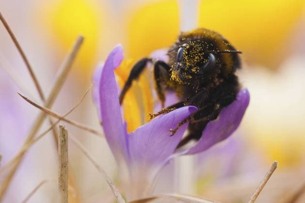 Dunkle Erdhummel (Bombus terrestris) , Krokus (Crocus), Rheinland-Pfalz, Deutschland, Europa Dark ground bumblebee (Bombus terrestris), Crocus (Crocus), Rhineland-Palatinate, Germany, Europe Copyright: imageBROKER JonathanxFieber iblfjo05343868.jpg
