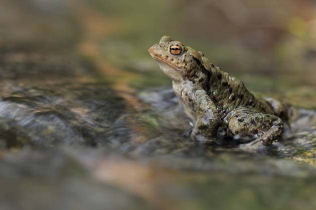 Erdkroete (Bufo bufo) Erdkröte, Bufo bufo, Comman toad Copyright: xZoonar.com GerdxHerrmannx 22311131