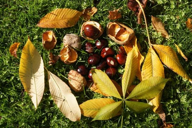 Aesculus pavia, Rote Rosskastanie, red buckeye, Herbst, autumn Aesculus pavia, Rote Rosskastanie, red buckeye, Herbst, autumn Copyright: xZoonar.com PeterxHimmelhuberx 22332053