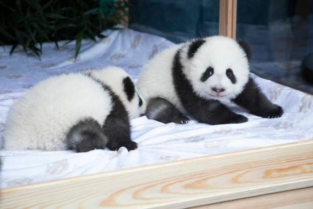 Entertainment Themen der Woche KW49 Entertainment Bilder des Tages Panda-Zwillinge, Taufpatenschaft im Zoologischen Garten, Berlin, 06.12.2024 Die beiden Panda-Zwillinge bei der feierlichen Namensverkündung im Zoologischen Garten Berlin. Die Namen der Panda-Zwillinge lauten Leni und Lotti, ihre offiziellen chinesischen Namen sind Meng Hao und Meng Tian. Entsprechend der chinesischen Tradition erhalten die am 22.08.2024 geboren Pandababys ihre Namen 100 Tage nach der Geburt. Berlin Zoologischer Garten *** Panda twins, naming ceremony at Berlin Zoological Garden, Berlin, 06 12 2024 The two panda twins at the naming ceremony at Berlin Zoological Garden The names of the panda twins are Leni and Lotti, their official Chinese names are Meng Hao and Meng Tian According to Chinese tradition, the panda babies bor Copyright: xAnnexStubenrauchx