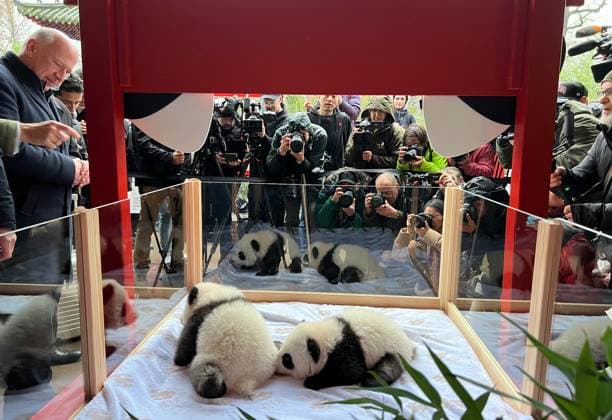 News Themen der Woche KW49 BERLIN, GERMANY - DECEMBER 06: Media staff take photos of newly born twin panda cubs, named Meng Hao and Meng Tian, during the name announcement ceremony at the Berlin Zoo on December 6, 2024 in Berlin, Germany. Giant panda Meng Meng gave birth to the two female cubs at the Berlin Zoo on August 22.  Copyright: xChinaxNewsxServicex 111535140472
