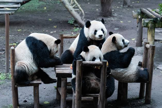 Entertainment Themen der Woche KW49 Entertainment Bilder des Tages Giant Panda CHONGQING, CHINA - DECEMBER 8, 2024 - Giant pandas eat around a table at Chongqing Zoo in Chongqing, China, Dec 8, 2024. Chongqing Chongqing China  Copyright: xCFOTOx i1733708917379