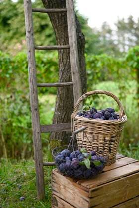 IMAGO Creative, Jahreszeit Sommer, Food, Pflaume Harvested plums in basket and net bag placed outdoors with a ladder and wooden box in a garden, Hamburg Hamburg Deutschland Altes Land GISF01137