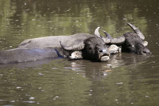 Creative Highlights World Wasserbüffel sinken auf braunem See Water buffalos sinking on brown lake Copyright: imageBROKER LUNAMARINA ibxtbb11883620.jpg