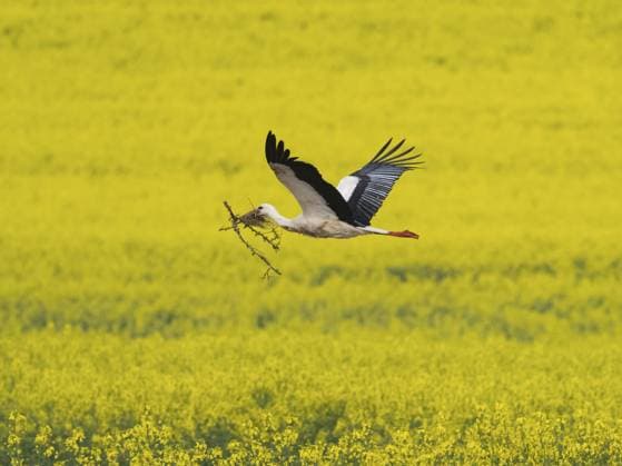 Weißstorch (Ciconia ciconia), männlicher Altvogel mit Nistmaterial im Schnabel, fliegt über ein blühendes Rapsfeld, Hessen, Deutschland, Europa White Stork (Ciconia ciconia), male adult bird carrying nesting material in its bill, flying over a field of a flowering crop of rapeseed, Hesse, Germany, Europe Copyright: imageBROKER UsherxDuncan ibludu11911231.jpg