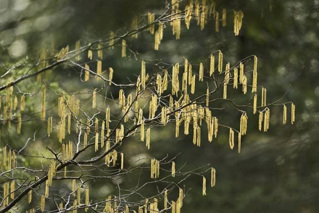 Blütenkätzchen vom Haselnussstrauch (Corylus avellana) Flower catkins from the hazelnut bush (Corylus avellana) Copyright: imageBROKER StefanxHuwiler ibxshu10206100.jpg