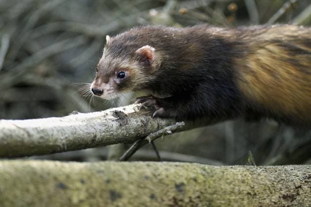 Europäischer Iltis (Mustela putorius), auch Frettchen genannt, im Unterholz laufend, captive, Schweiz, Europa European polecat (Mustela putorius), also known as ferret, running in the undergrowth, captive, Switzerland, Europe Copyright: imageBROKER StefanxHuwiler ibxshu10245688.jpg