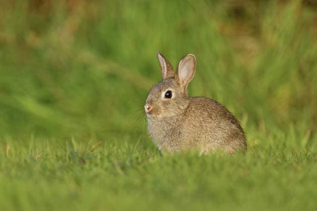 Wildkaninchen (Oryctolagus cuniculus), Jungtier auf Wiese sitzend, Texel, Westfriesische Inseln, Provinz Nordholland, Holland, Niederlande, Europa Wild rabbit (Oryctolagus cuniculus), young animal sitting on a meadow, Texel, West Frisian Islands, province of North Holland, Netherlands Copyright: imageBROKER StefanxHuwiler ibxshu11474198.jpg