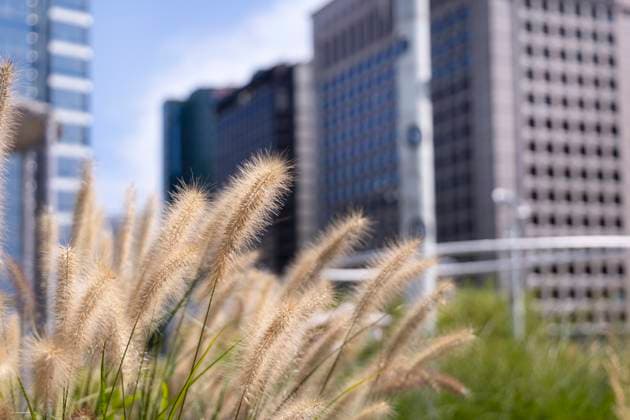 IMAGO Creative, Jahreszeit Herbst in der Stadt Autumn,Architecture,Season,Day,City,Building,No People,Nobody,No Person,Seoul,Seoullo 7017,Forest,Plant,Botany,Outdoors,Outside,Outdoor,Silver Grass,Nature,House,Close-Up,Close Up,Landscape,Sky,Sunlight , 01.11.2023, tip2440013051  tip2440013051