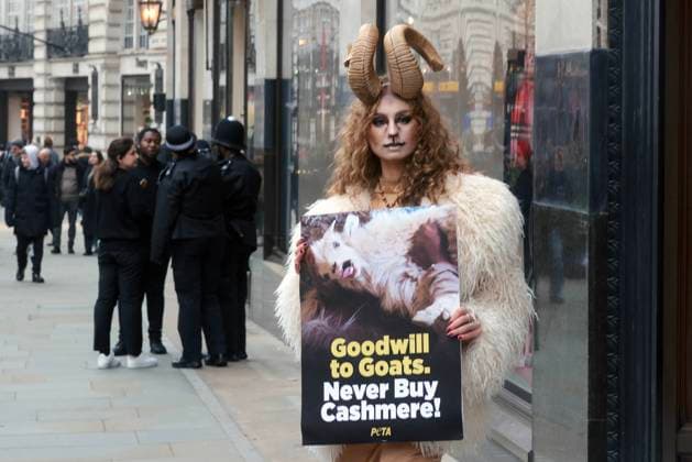 News Themen der Woche KW50 . 12 12 2024. London, United Kingdom. PETA Cashmere-Free Christmas Outside Burberry. Christmas shoppers visiting Regent Street get an eyeful PETA goat - complete with horns, a gold dress and make-up - stands holding a sign depicting a goat tortured and screaming as their hair is ripped out for cashmere, urging everyone outside the Burberry store to show Goodwill to Goats by leaving them in peace and never buying clothes made from animals.  xMartynxWheatleyx xi-Imagesx IIM-25617-0016