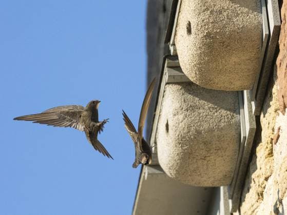 Mauersegler (Apus apus), erwachsenes Paar im Flug, der eine verlässt sein Nest, der andere landet am Nistkasten, der zu einer Reihe von künstlichen Nistkästen gehört, die eigens am Gebäude angebracht wurden, um Mauerseglern einen Nistplatz zu bieten und zu helfen, Hessen, Deutschland, Europa Common swift (Apus apus), adult pair in flight, one leaving its nest, the other landing at the nest box, one of a row of artificial nest boxes which have been put on the building specifically to provide and aid swifts with a nesting site, Hesse, Germany, Europe Copyright: imageBROKER UsherxDuncan ibludu11912445.jpg