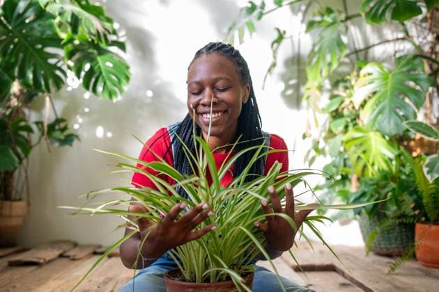 Creative Highlights Symbolfotos Fröhliche, glückliche afroamerikanische Frau hält Chlorophytum umgeben von Blumen und Pflanzen im Garten Cheerful happy African American woman holds Chlorophytum plant pot surrounded by flowers and plants in home greenhouse. Black female florist cares for plants, grows flowers, selection and sale ,model released, Symbolfoto Copyright: xZoonar.com DmitriixMarchenkox 22341956 ,model released, Symbolfoto ,property released