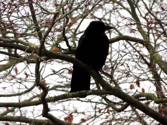 Creative Highlights World ...ein stolzer Vogel - dieser Rabe - und klug noch dazu... Rabe in Buchenkrone *** a proud bird this raven and a clever one at that Raven in a beech crown