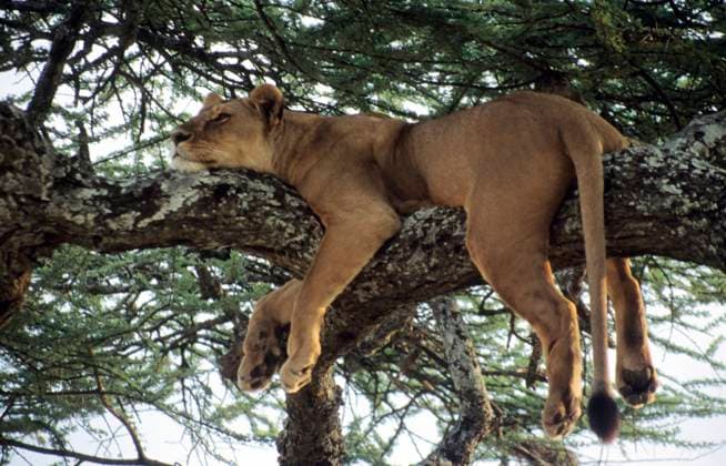 Creative Highlights World Eine afrikanische Löwin hält ein Mittagsschläfchen auf einer Schirmakazie im Serngeti-Nationalpark, Tansania. An African Lioness taking an afternoon nap on the Umbrella Acacia tree in Serngeti National Park, Tanzania. Copyright: xZoonar.com RealityImagesx 22405084