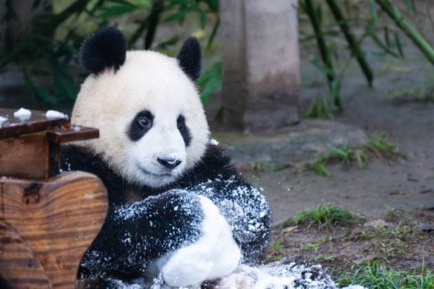 Entertainment Themen der Woche KW50 Chongqing Zoo Giant Panda CHONGQING, CHINA - DECEMBER 14, 2024 - Giant pandas play in a snow group at Chongqing Zoo in Chongqing, China, Dec. 14, 2024. Chongqing Chongqing China  Copyright: xCFOTOx i1734194231851