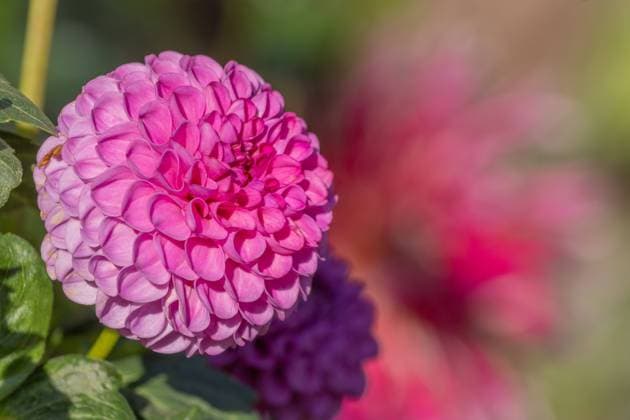 Rosa Dahlienblüten blühen in einem öffentlichen Garten. Nahaufnahme Dahlien , Tageslicht Pink Dahlia flowers blossoms in a public garden. Close-up Dahlias , daylight. Selestat, Bas Rhin, Alsace, France Copyright: xZoonar.com christianxdecoutx 22434220
