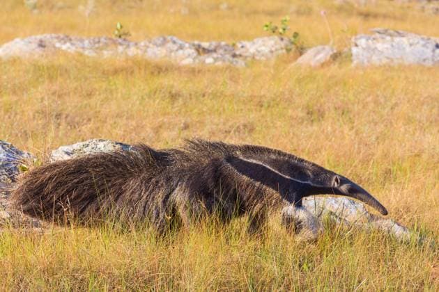 Creative Highlights World Der Große Ameisenbär ist der weitaus größte Vertreter der Ameisenbären, Suedamerika, Pantanal Anteater in Brazilian Pantanal, South America Copyright: xZoonar.com GalynaxAndrushkox 22462586
