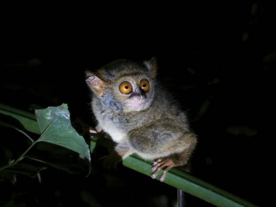 Creative Highlights World Koboldmaki (Tarsiidae) kleines Tier mit großen Augen, Tangoko Nationalpark, Sulawesi, Indonesien, Asien Tarsier (Tarsiidae) small animal with large eyes, Tangoko National Park, Sulawesi, Indonesia, Asia Copyright: imageBROKER BerndxBieder ibxbmb11939274.jpg