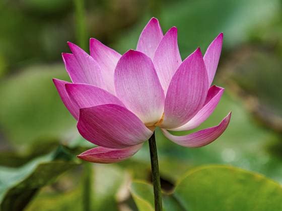 Lotosblume (Nelumbo) Blüte, Sulawesi, Indonesien, Asien Lotus flower (Nelumbo) blossom, Sulawesi, Indonesia, Asia Copyright: imageBROKER BerndxBieder ibxbmb11939268.jpg