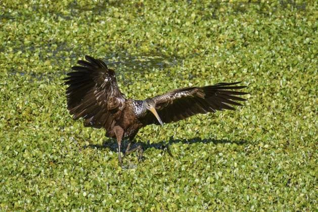 Creative Highlights World Rallenkranich (Aramus guarauna) landet auf einem Gewässer mit Wasserpflanzen in einem Naturreservat in Buenos Aires, Argentinien, Südamerika Wattled crane (Aramus guarauna) landing on a body of water with aquatic plants in a nature reserve in Buenos Aires, Argentina, South America Copyright: imageBROKER ChristianxPeters ibxcnp11945166.jpg