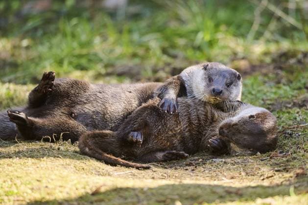 Fischotter (Lutra lutra) beim Spielen auf einer Wiese im Bayerischen Wald, Bayern, Deutschland, Europa Eurasian otters (Lutra lutra) playing on a meadow in the bavarian forest, Bavaria, Germany, Europe Copyright: imageBROKER Davidx&xMichaxSheldo ibxshe11943719.jpg