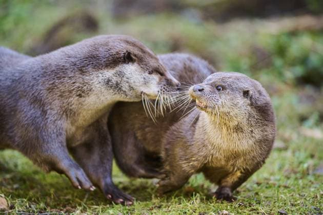 Fischotter (Lutra lutra) beim Spielen auf einer Wiese im Bayerischen Wald, Bayern, Deutschland, Europa Eurasian otters (Lutra lutra) playing on a meadow in the bavarian forest, Bavaria, Germany, Europe Copyright: imageBROKER Davidx&xMichaxSheldo ibxshe11943724.jpg