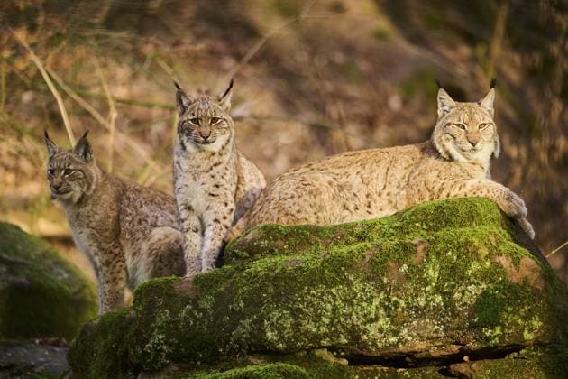 Familie des Luchses (Lynx lynx) auf einem Felsen, Bayern, Deutschland, Europa Eurasian lynx (Lynx lynx) family on a rock, Bavaria, Germany, Europe Copyright: imageBROKER Davidx&xMichaxSheldo ibxshe11949783.jpg