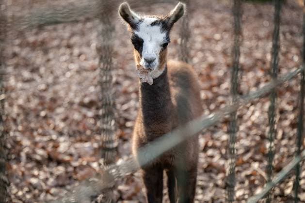 Entertainment Themen der Woche KW51 Baby llama in Zoo Zagreb A llama cub was born in the Zagreb Zoo in mid-December and spends its first days with its mother. Although the sex of the cub is not yet known because it needs peace now, visitors can observe it from the surrounding walkways. Six-year-old llama Ema became a mother for the first time, and her two-year-old sister Mirela became a proud aunt. This little one is the result of an adventure that took place last year when a striking male from OPG Vrscak in Vrbovac was a guest in the zoo in Zagreb, Croatia, December 18, 2024  NevaxZganec PIXSELL