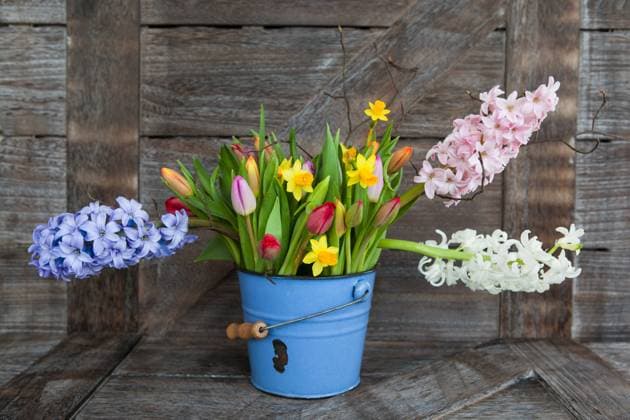 Bunte Fruehlingsblumen in blauem Eimer auf Hintergrund aus rustikalem Holz  Copyright: xZoonar.com BarbaraxNeveux 11642905