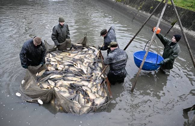 Bilder des Jahres 2024, News 12 Dezember News Bilder des Tages Christmas sale of carps in Chropyne, Kromeriz district, Zlin Region, Czech Republic, December 20, 2024. Carp is traditional Czech food on Christmas evening. (CTKxPhoto DaliborxGluck) CTKPhotoP2024122003278  CTKPhotoP2024122003278