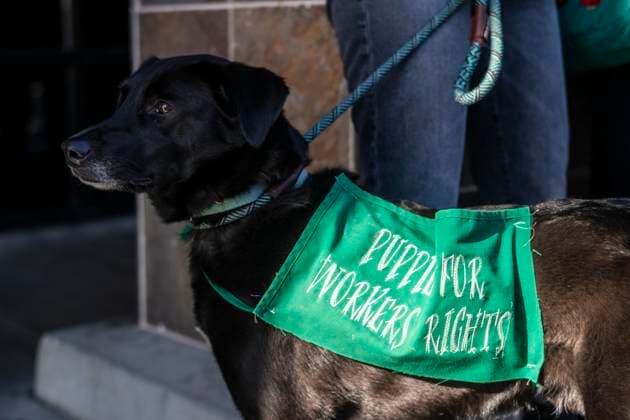 News Bilder der Woche KW51 News Bilder des Tages December 20, 2024, Los Angeles, California, United States: A dog, Pip, joins Starbucks baristas and other workers picket in front of a Starbucks store during the start of a five-day strike to protest a lack of progress in contract negotiations with the company Friday, Dec. 20, 2024, in Burbank, Calif. Los Angeles United States - ZUMAc68_ 20241220_zaf_c68_013 Copyright: xRingoxChiux